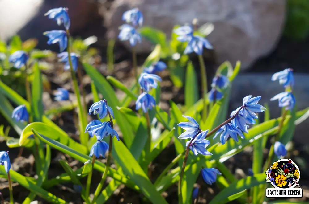 Пролеска Сибирская (Scilla siberica)