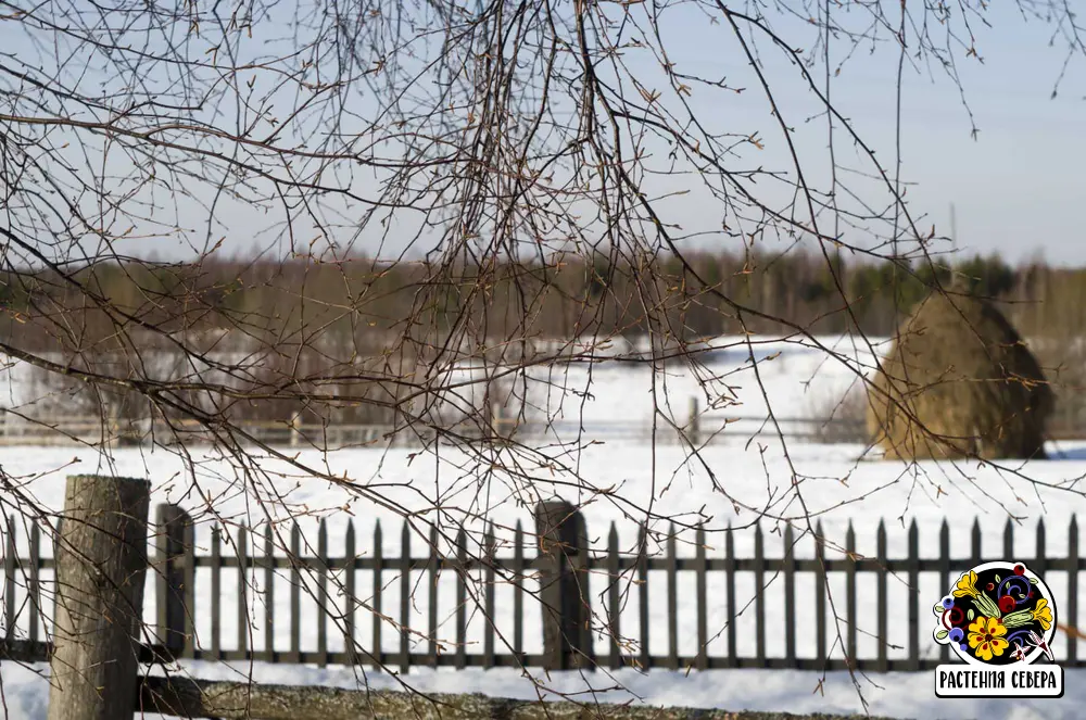 Весеннее фото деревни: 3 марта