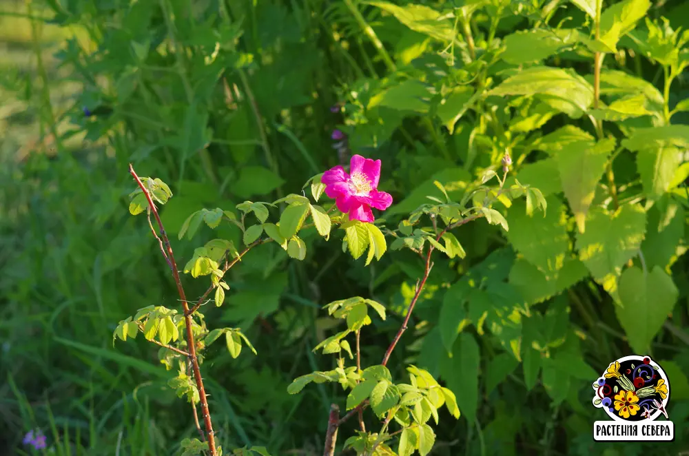 Такой Rosa gallica officinalis была в первый год посадки, с парой-тройкой цветков на кусте и лепестками в один ряд