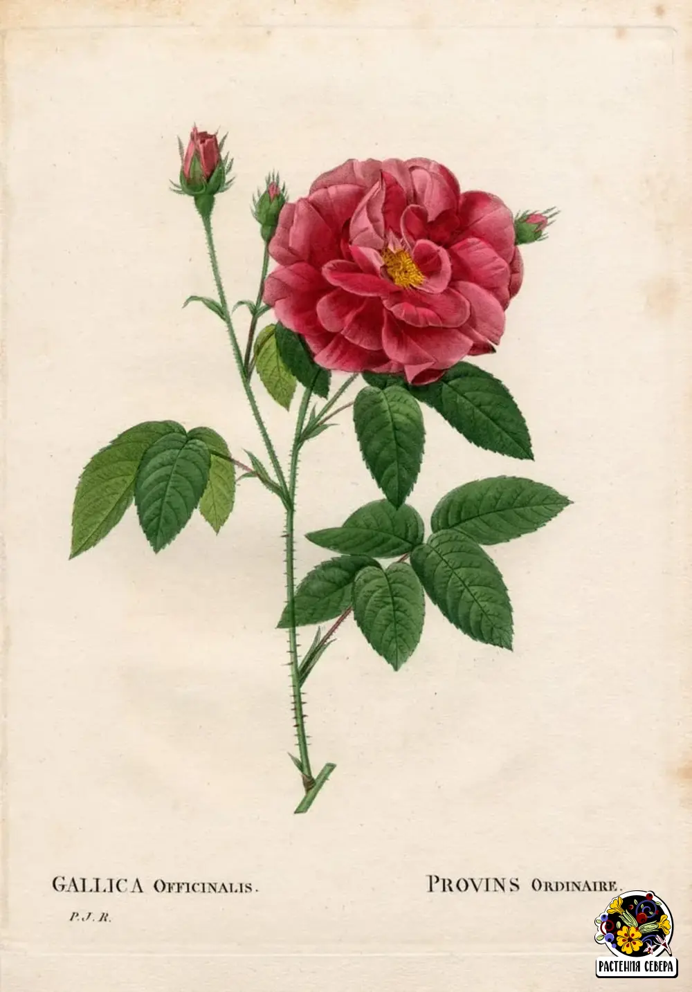 Галльская лекарственная роза (Rosa gallica officinalis)