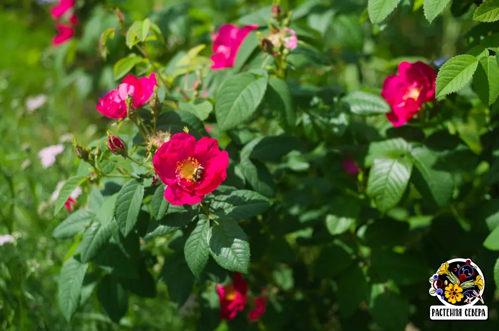 Роза галлика официналис (rosa gallica officinalis): фото