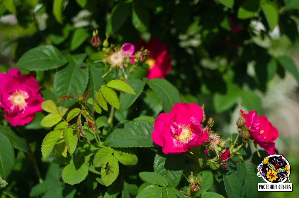 Роза галлика официналис (rosa gallica officinalis): фото