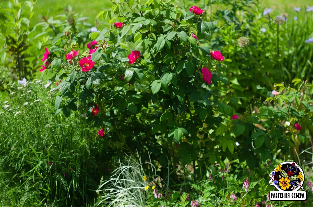 Роза галлика официналис (rosa gallica officinalis): фото