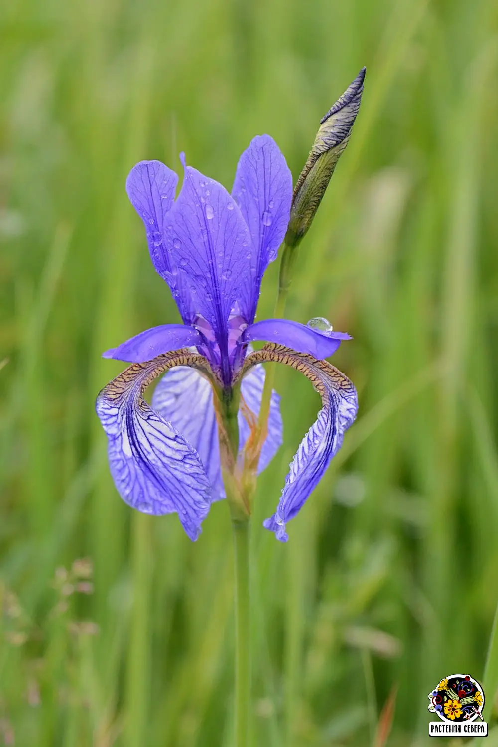 Вид ирис сибирский, растущий в природе, источник фото: https://en.wikipedia.org/wiki/Iris_sibirica