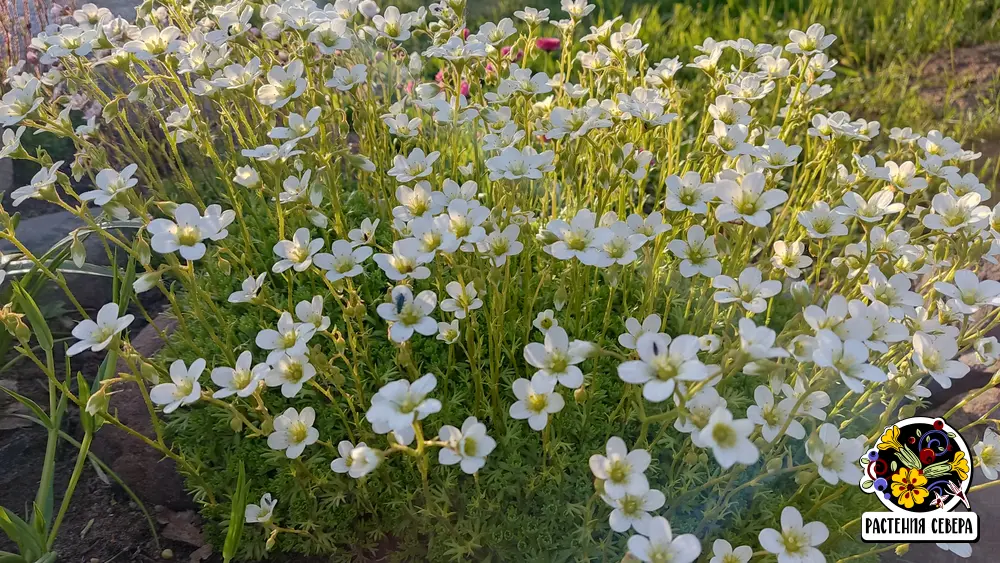 Белая камнеломка Арендса