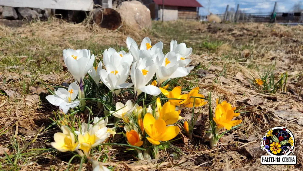 Крокус Жанна Д&rsquo;Арк белого цвета