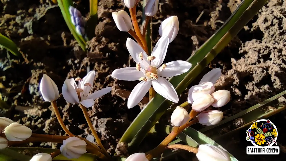 Сцилла Бифолия Розеа (Scilla Bifolia Rosea)