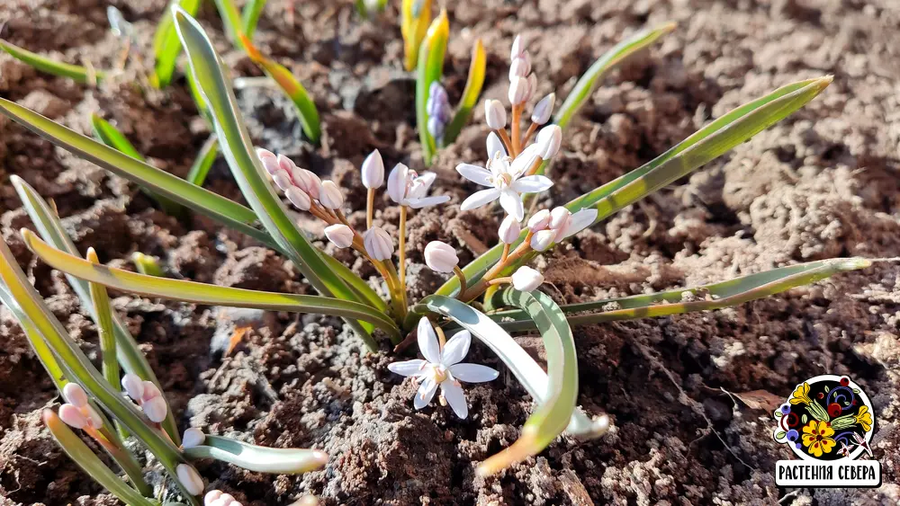 Сцилла Бифолия Розеа (Scilla Bifolia Rosea)