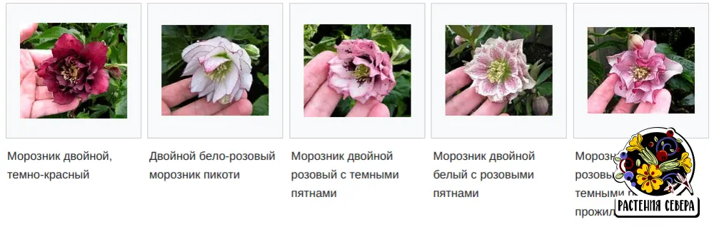 Источник фото: https://en.wikipedia.org/wiki/Hellebore