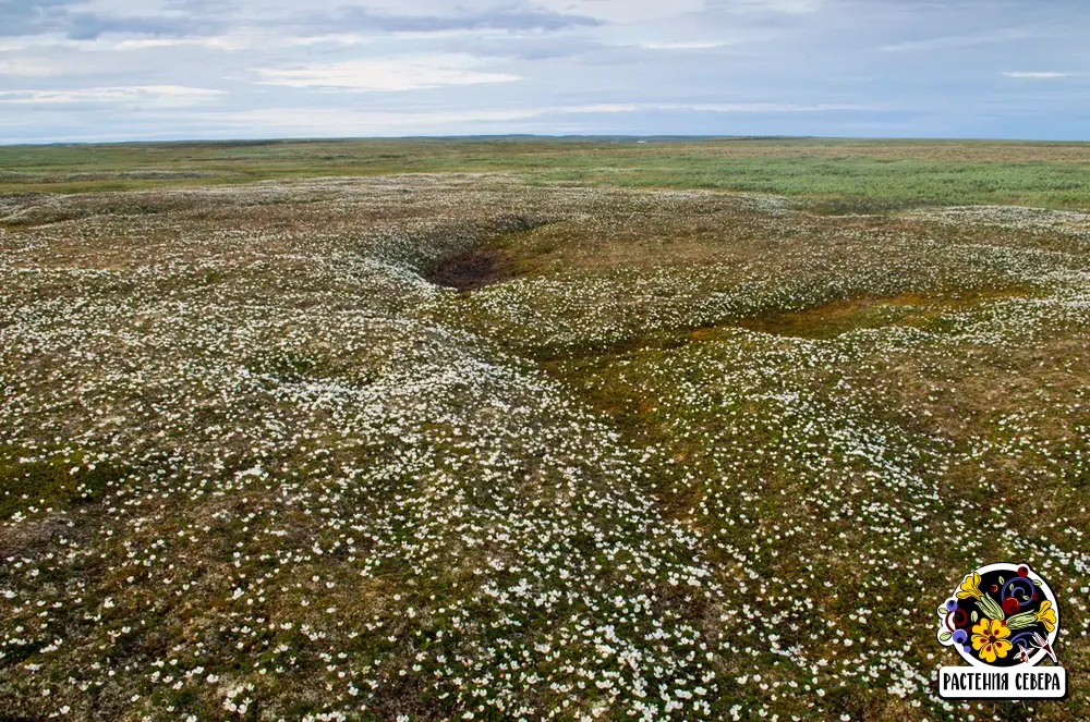 Цветущая морошка в тундре: фото