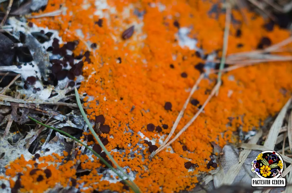 Псевдомброфила скученная (Pseudombrophila guldeniae) в Вытегорском районе Вологодской области