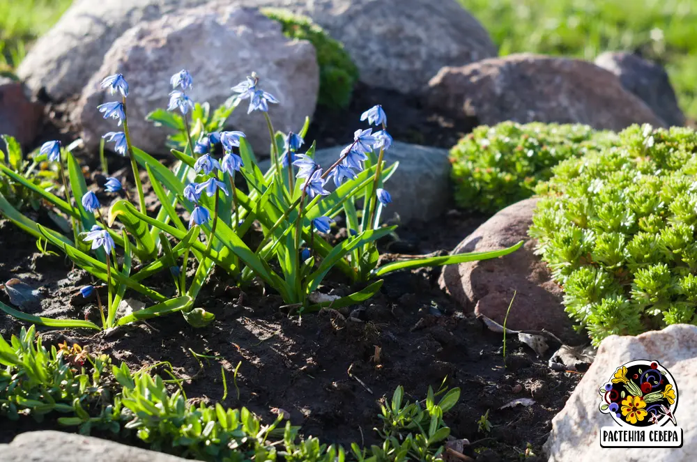 Пролеска сибирская (Scilla siberica)