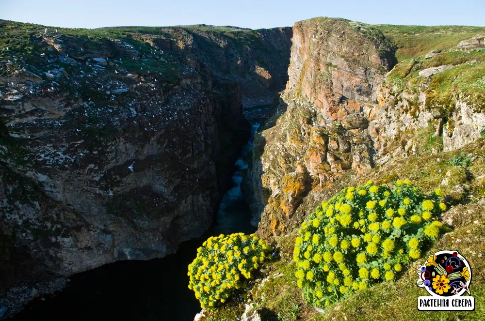 Родиола розовая (золотой корень) у Баренцева моря: фото