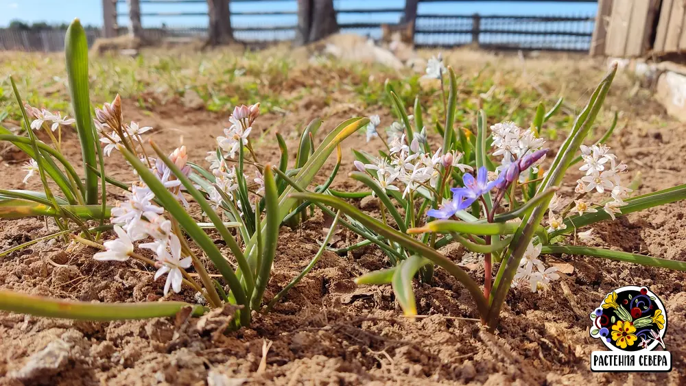 Сцилла Бифолия (Scilla bifolia): первоцвет, может распускаться одновременно с крокусами