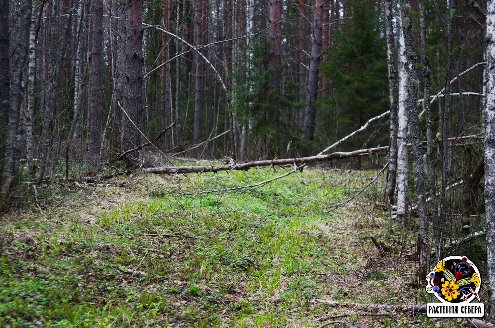 Вологодский лес