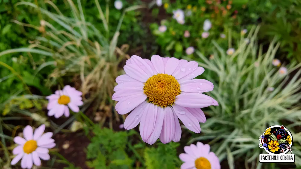 Питетрум розовый или пижма розовая в саду (Pyrethrum roseum)