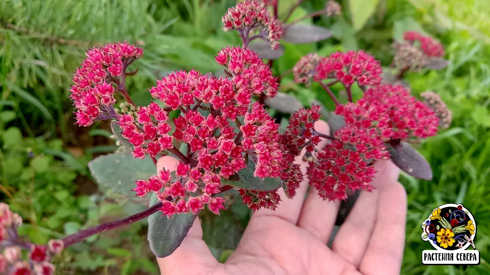 Седум Ред Каули (Sedum Red Cauli): фото