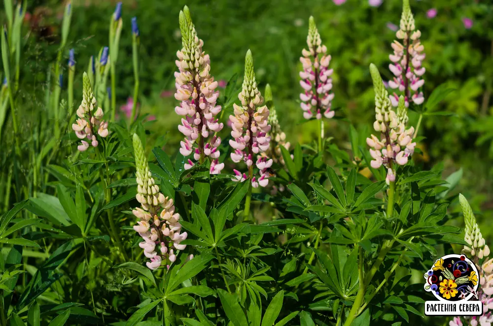 Jak ezat Lupinu Jak ezat Lupinu